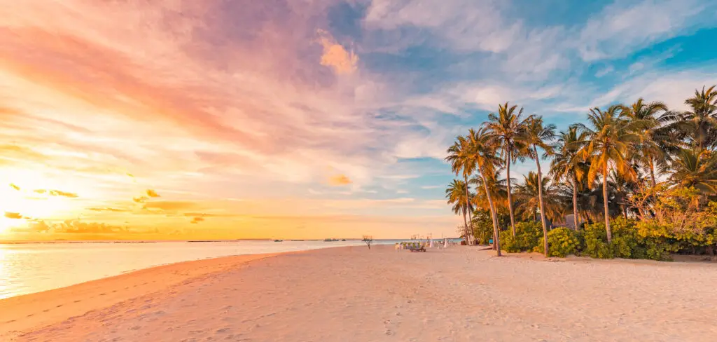 beach with sunset and palm trees