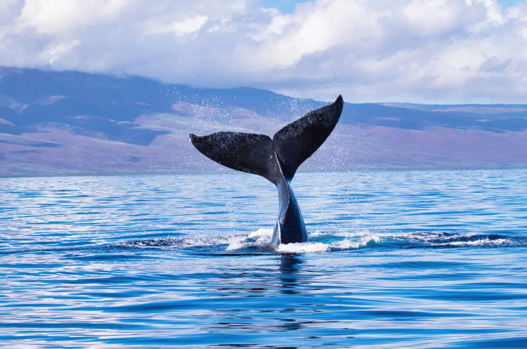 whale tail