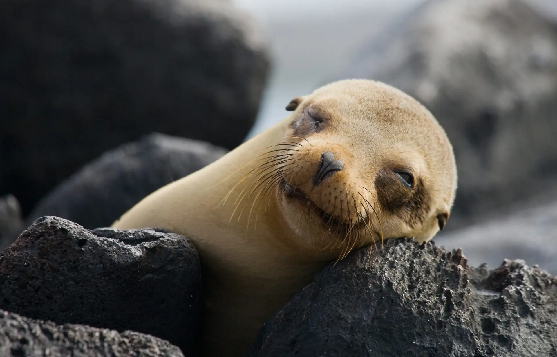 Close-up of a sea lion resting in the Galapagos Islands