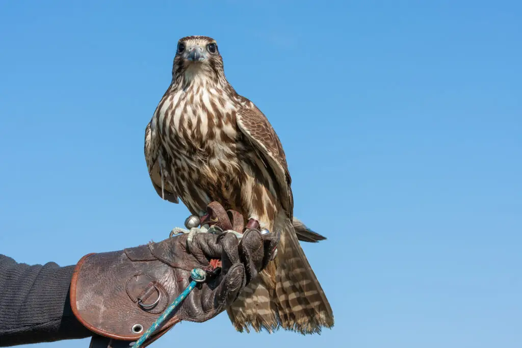 falconry