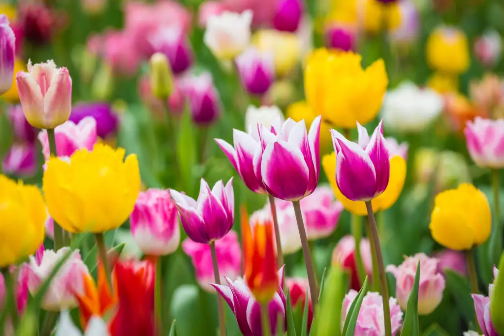 Beautiful bright colorful multicolored yellow, white, red, purple, pink blooming tulips on a large flowerbed in the city garden or flower farm field in springtime. Spring easter flower background