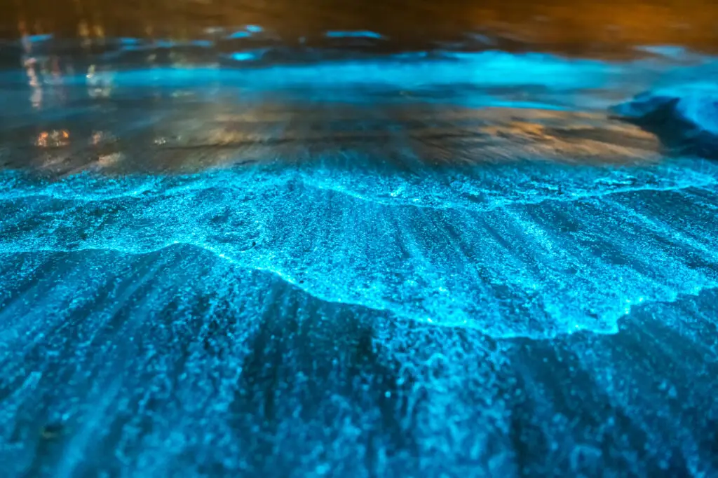 Bioluminescence, Jervis Bay, Australia