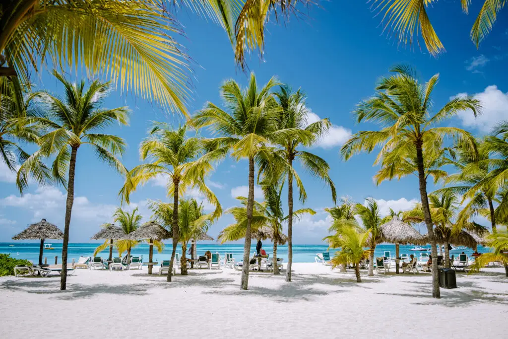 Palm beach Aruba Caribbean, white long sandy beach with palm trees at Aruba