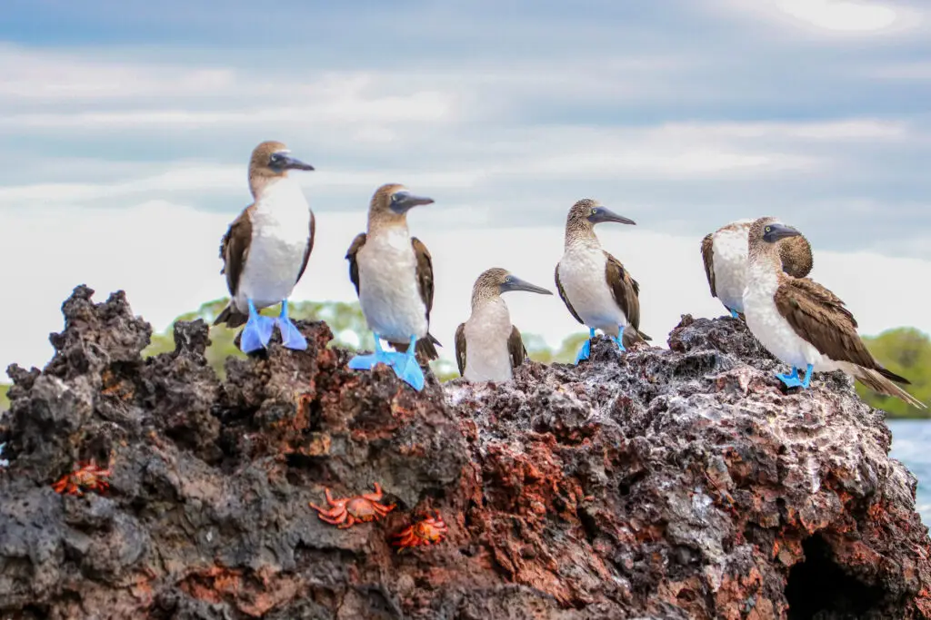 blue footed boobies in the Galapagos for solo female travel