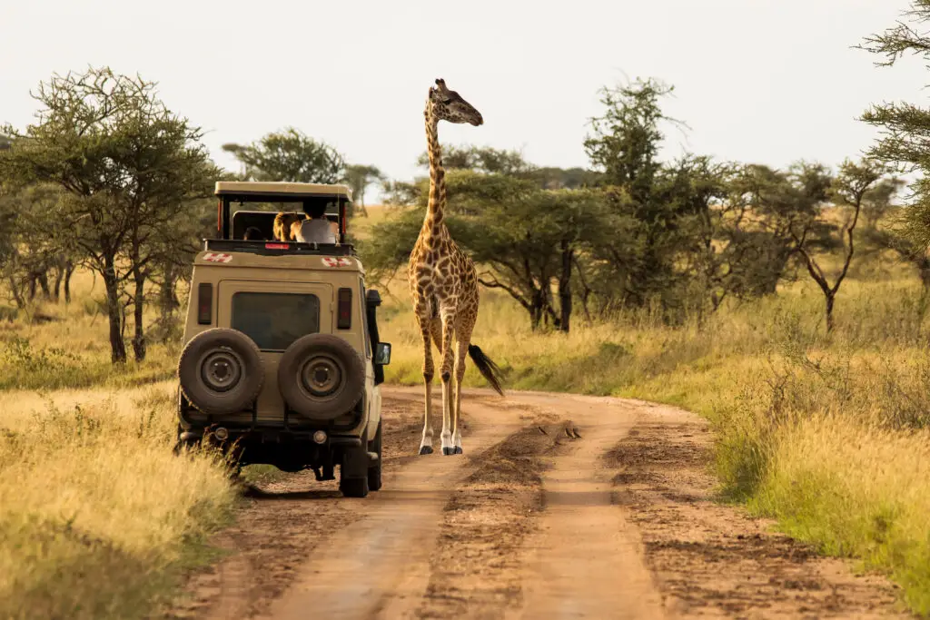 African safari trip ideas