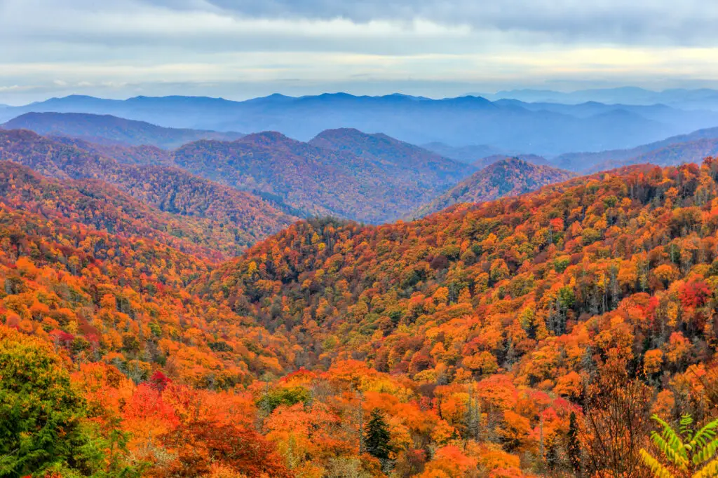 Fall Leaves in the Smokey Mountains