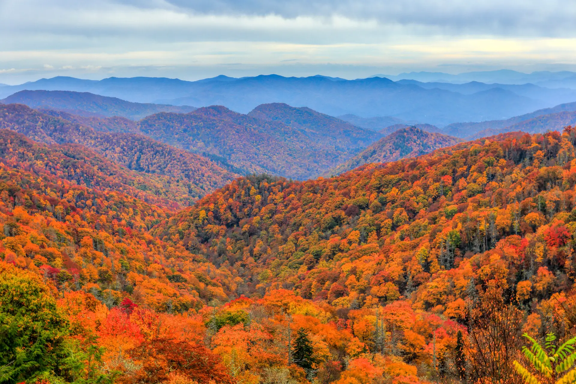 Fall Leaves in the Smokey Mountains